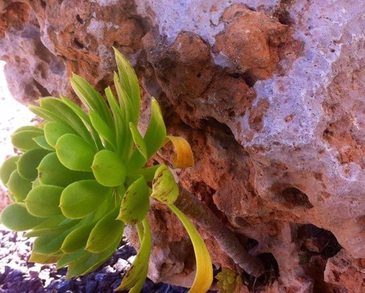 Vacaciones La Marina Costa Blanca Villa Eksteriør billede